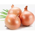 Fresh Yellow Onion with Cheap Price